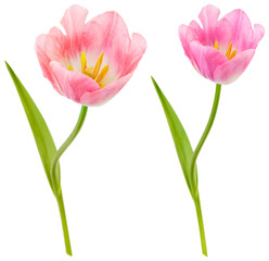 Fototapeta premium PNG Vibrant pink tulips in bloom element set on transparent background
