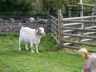 A white Boer goat with a characteristic brown head and curved horns grazes peacefully in a green meadow next to a rustic wooden fence. The animal is seen in profile, foraging on the grass during brigh © Ena