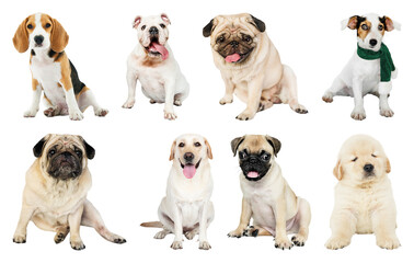 Fototapeta premium PNG Adorable diverse dogs posing element set on transparent background