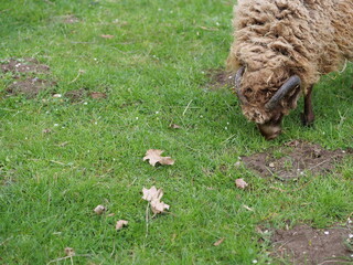  fluffy horned sheep grazing in a green meadow. The animal features thick,  beige woolly fleece and prominent dark curved horns, shown while lowering its head to eat.  © Ena