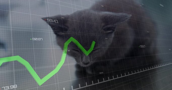 Black cat tracking HUD overlay appearing and animating green graph aligning with face for tech