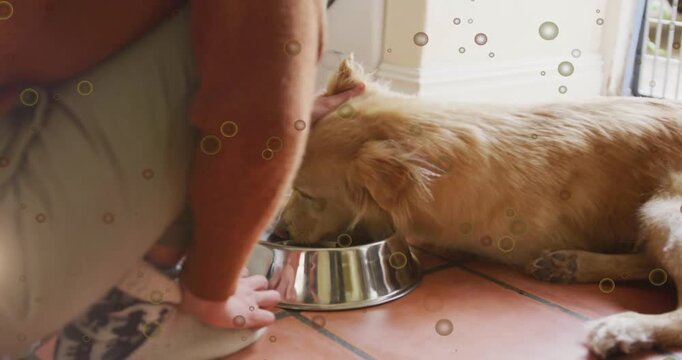 Woman kneeling placing steel bowl causing dog lowering head eating steadying stroking for pet care