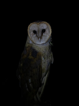 american bar owl tito furcata Common Barn Owl Ghost Owl Monkey-faced Owl Church Owl Screech Owl Suindara Coruja da Igreja Silent flight Dark eyes Barns and silos