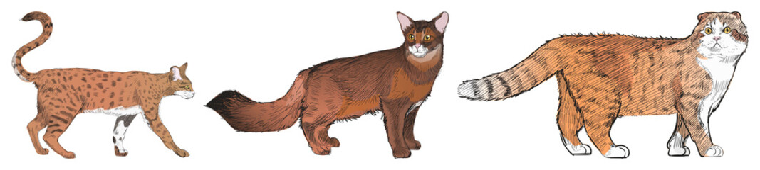 PNG Illustrated wild cats collection on transparent background © Rawpixel.com