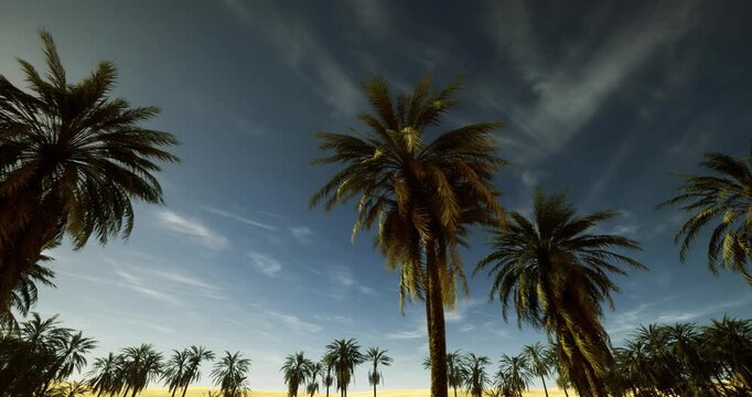 lowangle palms reaching into vast sky, wide perspective with dramatic clouds and highcontrast silhouettes, ideal for travel hero banners and aerial