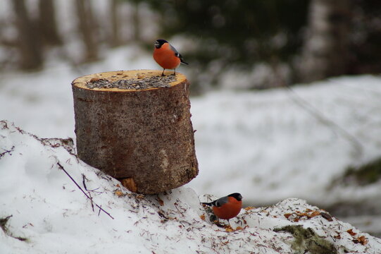 Gimpel M&auml;nnchen beim Essen im Schnee
