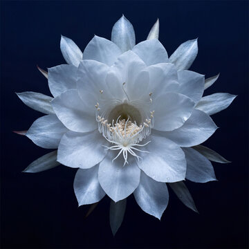 Queen of the Night Cactus Flower Blooming White Epiphyllum Oxypetalum on Dark Blue Background
