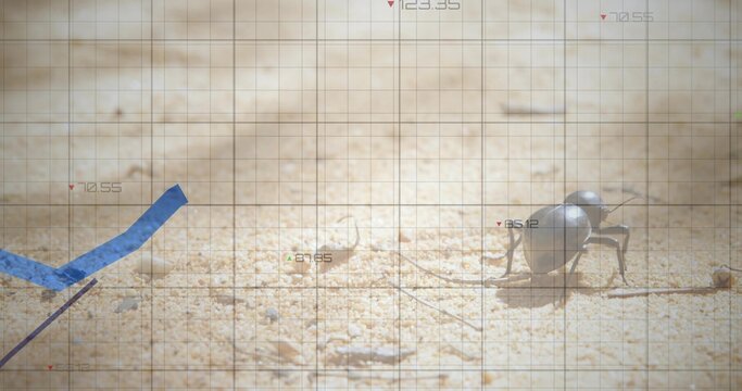 Crawling dark scarab-like beetle casting shadow on sand with blue graph overlay, copy space