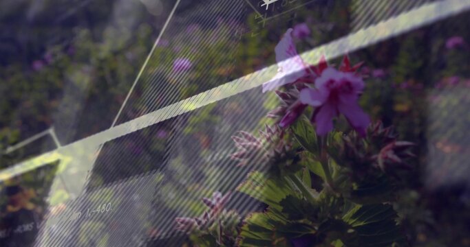 Displaying pink purple flower cluster leaning on green stems in garden, with grid stripe markings