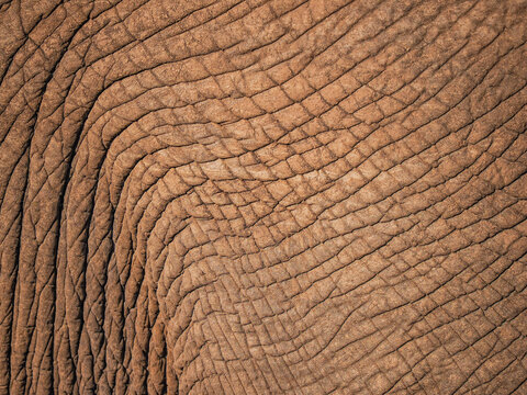 African elephant (Loxodonta africana) skin texture macro copy space