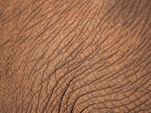 African Elephant (Loxodonta africana) skin texture detail