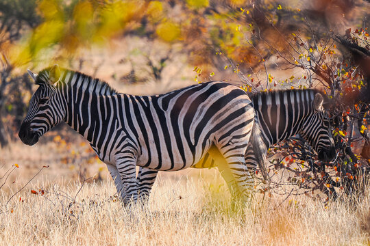 Plains Zebras (Equus quagga) Grazing in the Dry Savanna, Botswana