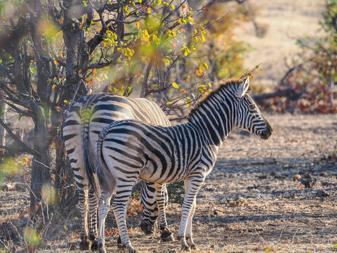 Plains zebra (Equus quagga) standing alert in African savanna