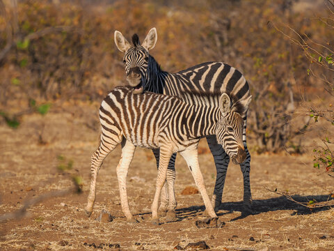 Plains zebra mother and foal (Equus quagga) standing alert in savanna