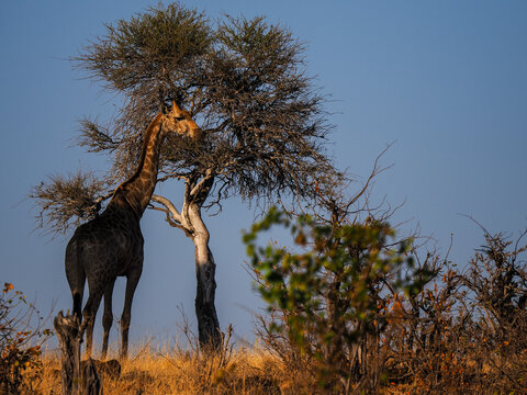 Giraffe (Giraffa camelopardalis) feeding on acacia tree in savanna