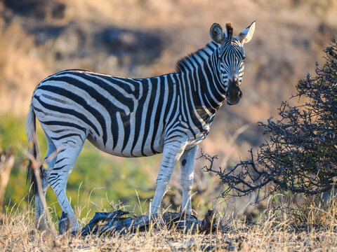 Plains zebra (Equus quagga) standing on ridge at sunset copy space