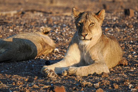 Lioness (Panthera leo) resting at golden hour on rocky ground