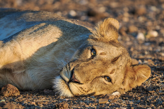 African lioness (Panthera leo) lying alert on ground in savanna
