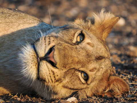 Portrait of a male Lion (Panthera leo) lying on the ground copy space