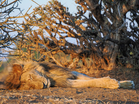 Male Lion (Panthera leo) sleeping under bush in golden morning light