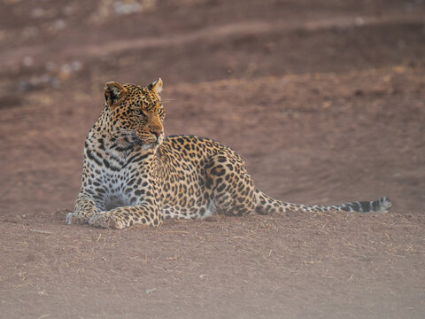 African leopard (Panthera pardus) resting on the ground