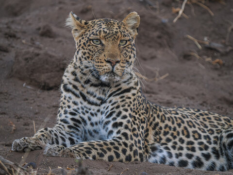 African leopard (Panthera pardus) resting alert in nature