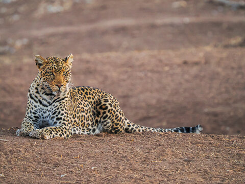 African leopard (Panthera pardus) resting alert on ground in savanna
