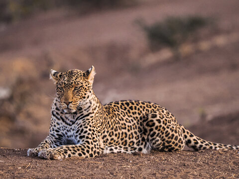 African Leopard (Panthera pardus pardus) resting on ground