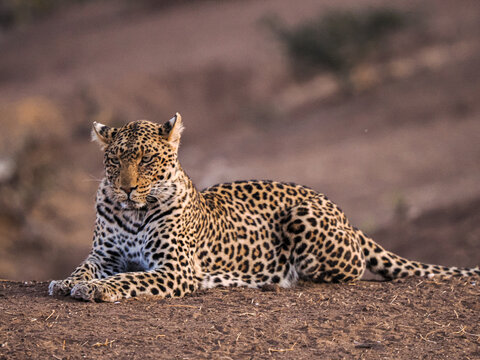 African leopard (Panthera pardus) resting alert on ground in savanna