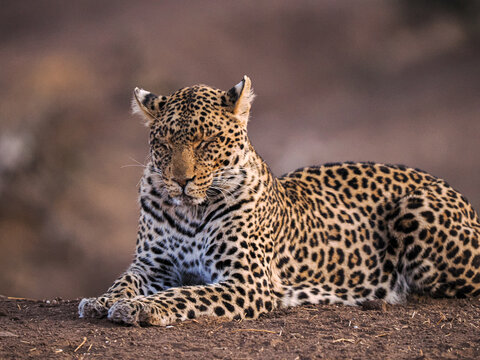 African leopard (Panthera pardus) resting alert in nature
