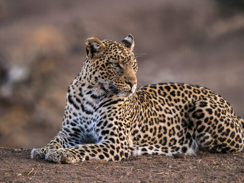 African Leopard (Panthera pardus) lying on the ground looking away