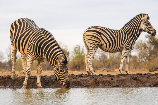 Plains Zebra (Equus quagga) drinking at waterhole copy space