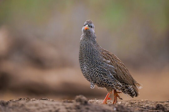 Red-billed Spurfowl (Pternistis adspersus) walking on ground