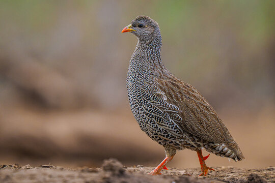 Red-billed Spurfowl (Pternistis adspersus) standing on ground copy space
