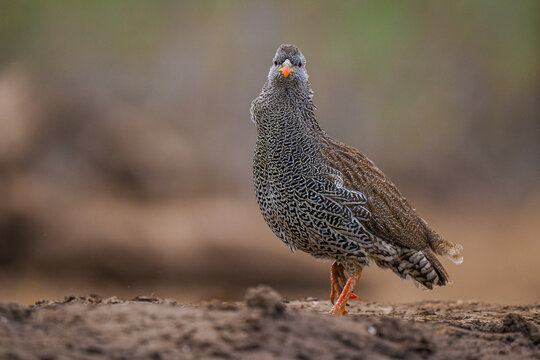 Red-billed Spurfowl (Pternistis adspersus) standing on ground copy space