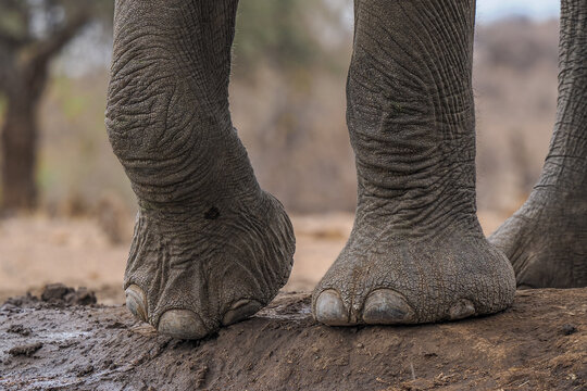 Close-up of African Elephant (Loxodonta africana) feet on muddy ground copy space