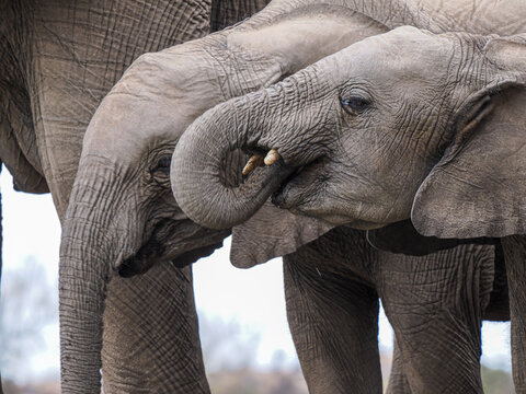 African Elephant (Loxodonta africana) calves playing together