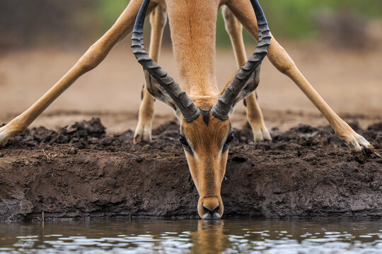 Impala (Aepyceros melampus) drinking water in split stance symmetry