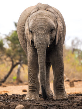 African elephant calf (Loxodonta africana) at waterhole copy space