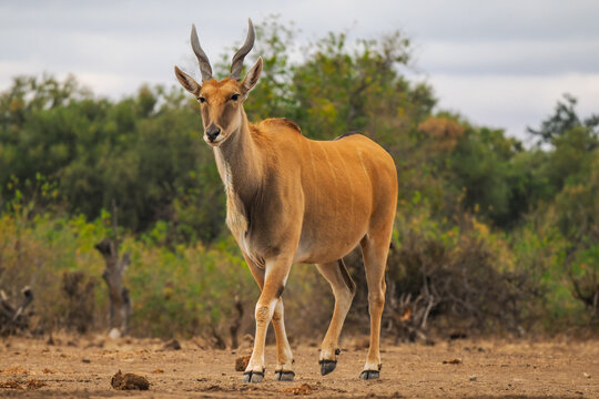 Common Eland (Taurotragus oryx) walking in savanna looking at camera