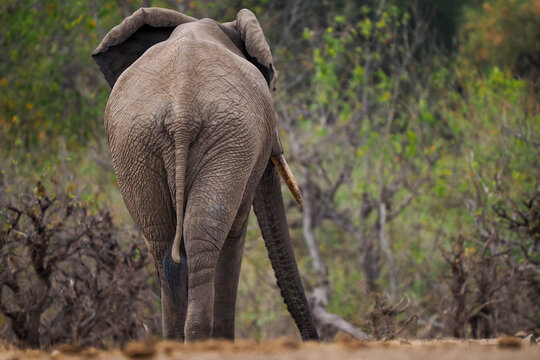 African Elephant (Loxodonta africana) and calf walking close-up