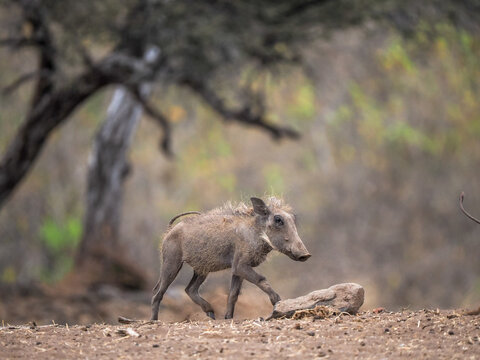 Common Warthog (Phacochoerus africanus) walking on dry savanna ground
