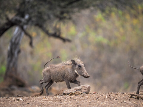 Young Common Warthog (Phacochoerus africanus) running in savanna 