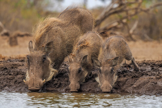 Common warthog (Phacochoerus africanus) family drinking at waterhole