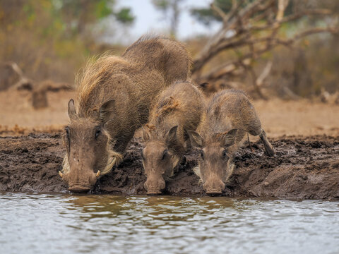 Common warthog family (Phacochoerus africanus) drinking at waterhole