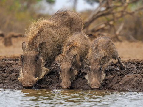 Common Warthog (Phacochoerus africanus) family drinking at waterhole copy space