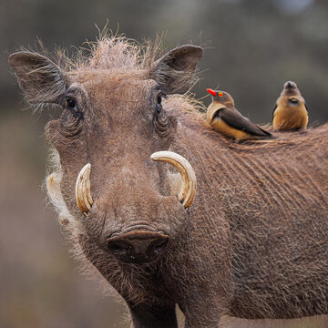Warthog (Phacochoerus africanus) with Red-billed Oxpeckers in symbiosis copy space