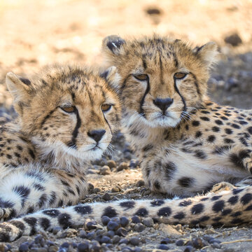 Two Cheetah (Acinonyx jubatus) cubs resting together in savanna