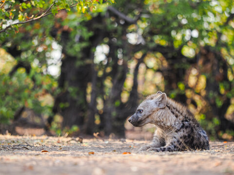Spotted Hyena (Crocuta crocuta) cub lying on the ground in the bush copy space