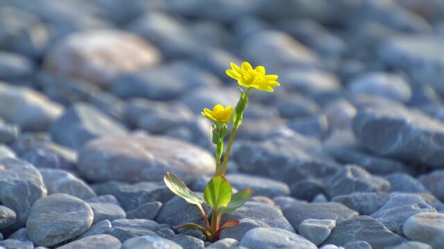 A resilient yellow flower bravely grows among smooth gray stones.